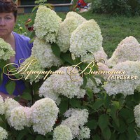 Гортензия метельчатая ПОЛЯРНЫЙ МЕДВЕДЬ (Polar Bear) Гортензия метельчатая ПОЛЯРНЫЙ МЕДВЕДЬ (Polar Bear)